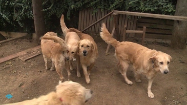 Dog Bite Compensation Case