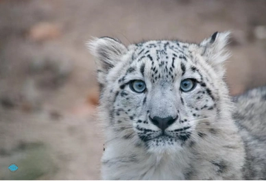Snow Leopard Tour